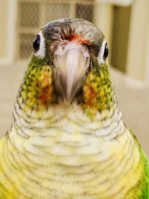 Avian & Exotic Animal Clinic Picture 7