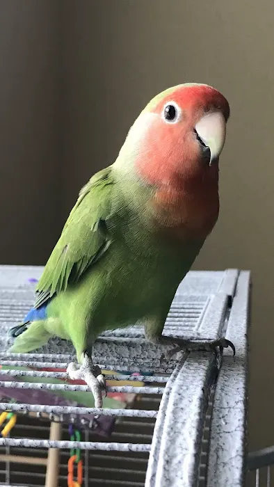 Avian & Exotic Animal Clinic Picture 10