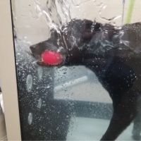 Bark Avenue Animal Hospital ico