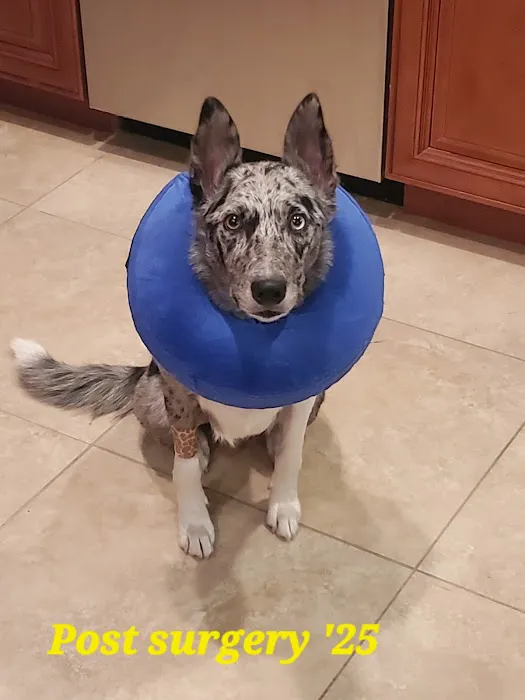 Bark Avenue Animal Hospital Picture 7