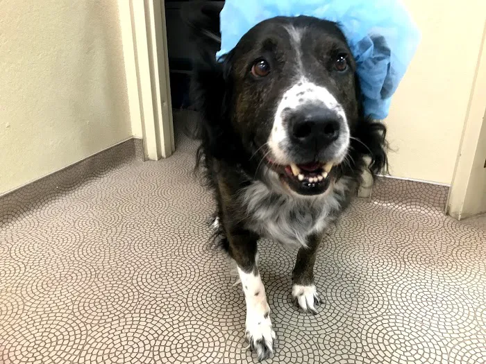 Bark Avenue Animal Hospital Picture 6