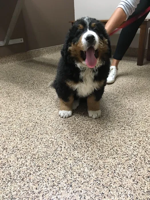 Bark Avenue Animal Hospital Picture 9