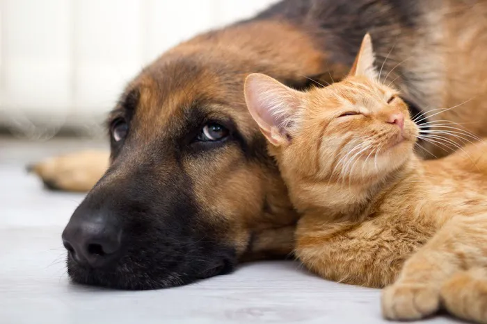 Alma School Animal Hospital Picture 3
