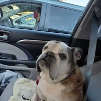 Alma School Animal Hospital ico
