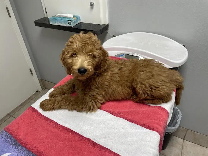 Alma School Animal Hospital Picture 6