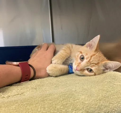 Alma School Animal Hospital Picture 7