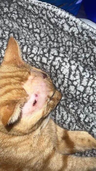 Alma School Animal Hospital Picture 8