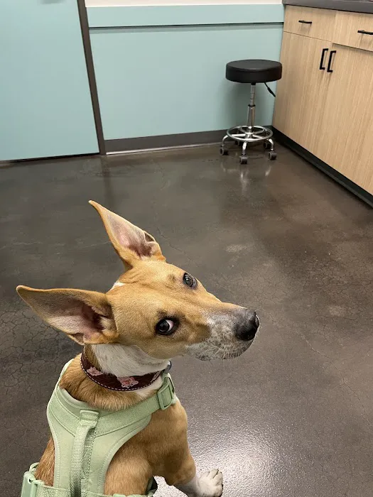 Sonoran Sky Pet Hospital Picture 8