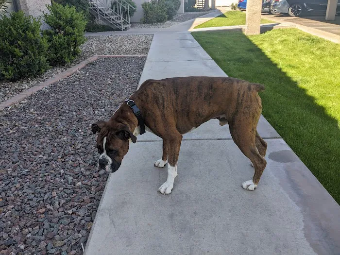 Sonoran Sky Pet Hospital Picture 9