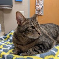 Lovet Pet Health Care - Dobson Ranch ico