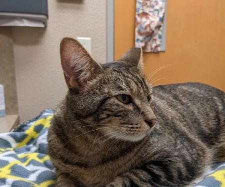 Lovet Pet Health Care - Dobson Ranch