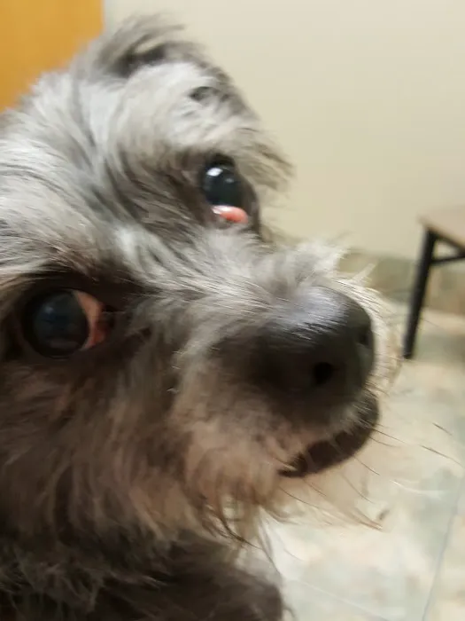 Lovet Pet Health Care - Dobson Ranch Picture 6
