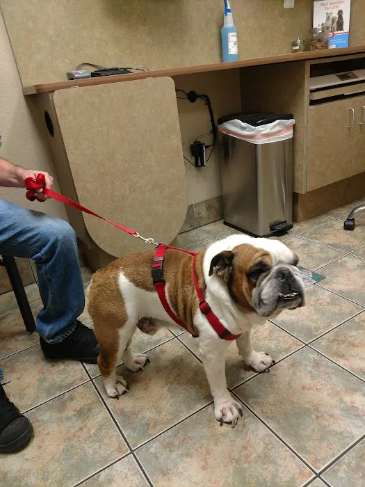 Lovet Pet Health Care - Dobson Ranch Picture 8
