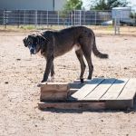 Herd Health Management