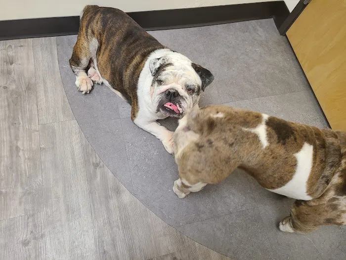 Primary Pet Care Picture 2