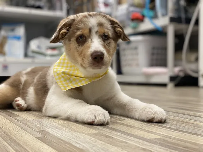 Primary Pet Care Picture 1