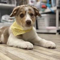 Primary Pet Care ico