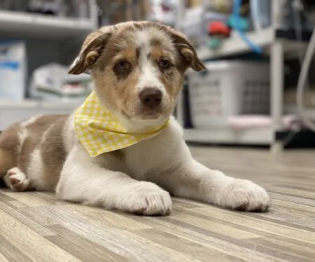 Primary Pet Care