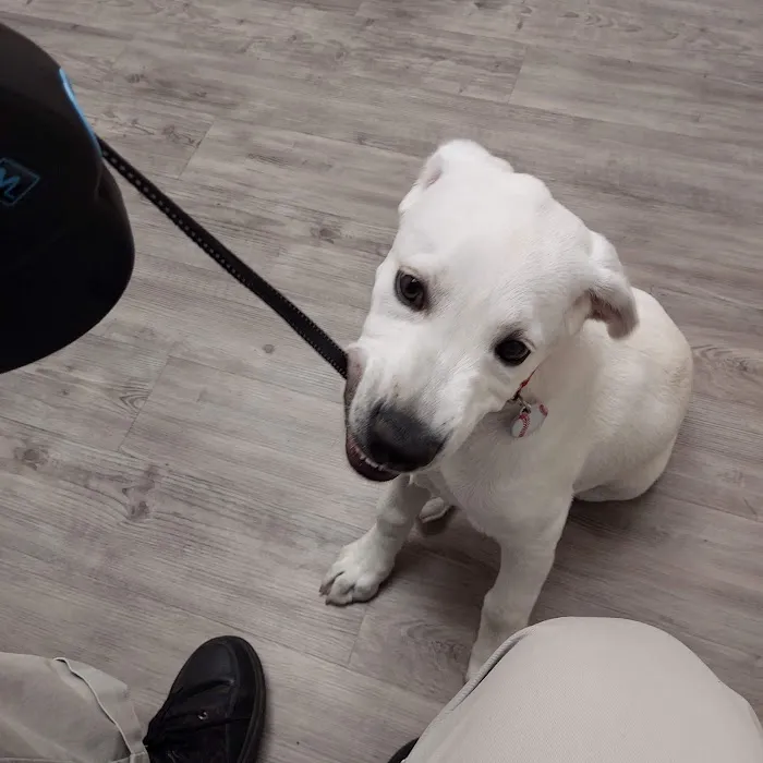 Primary Pet Care Picture 9