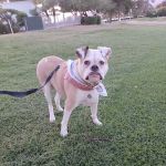 Pride Animal Hospital