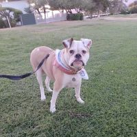 Pride Animal Hospital ico