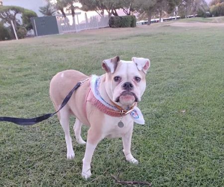 Pride Animal Hospital