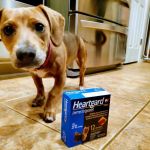 Neighborhood Veterinary Clinic