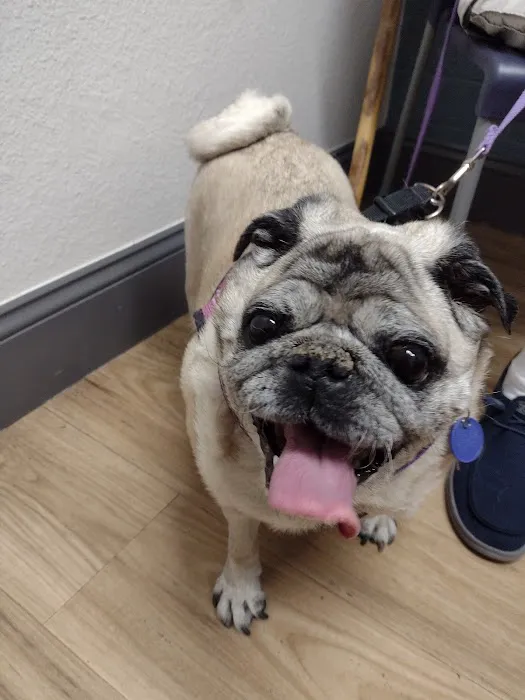 Neighborhood Veterinary Clinic Picture 4