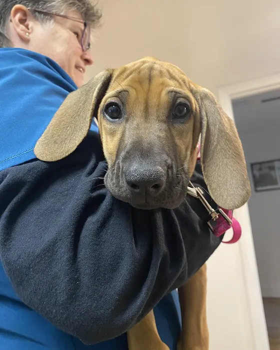 Neighborhood Veterinary Clinic Picture 6