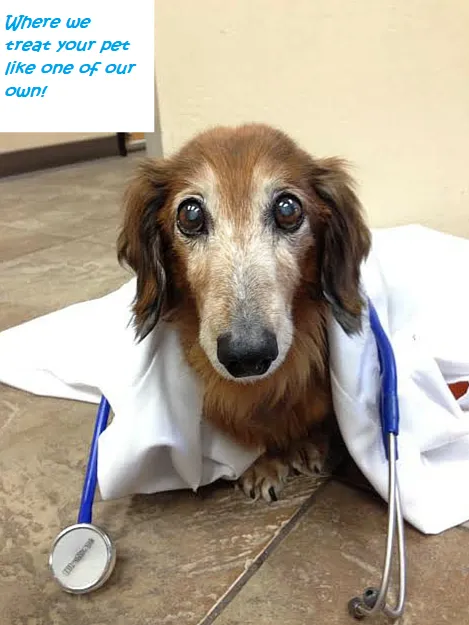 Neighborhood Veterinary Clinic Picture 9