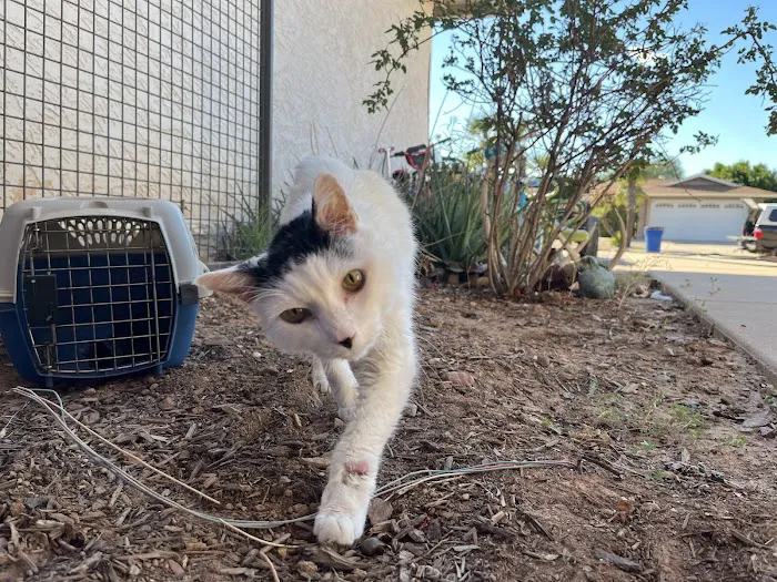 Neighborhood Veterinary Clinic Picture 10