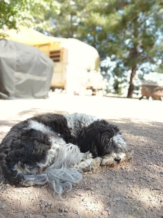 Anasazi Animal Clinic Picture 8