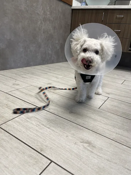 1st Pet Veterinary Centers - Chandler Picture 3