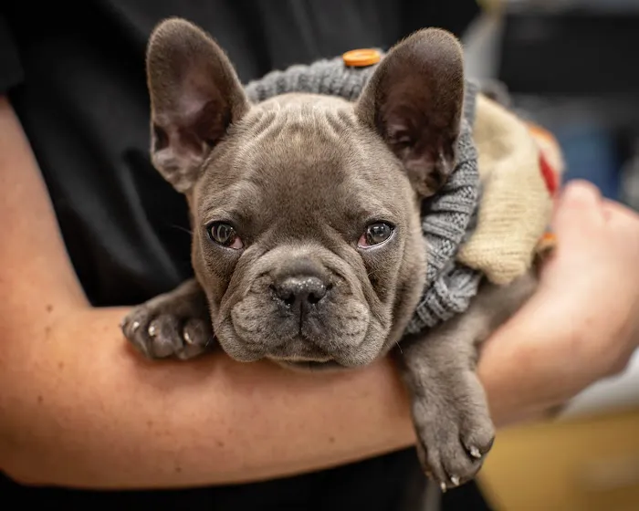 1st Pet Veterinary Centers - Chandler Picture 7