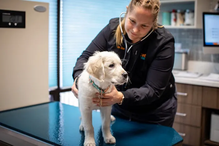 1st Pet Veterinary Centers - Chandler Picture 8