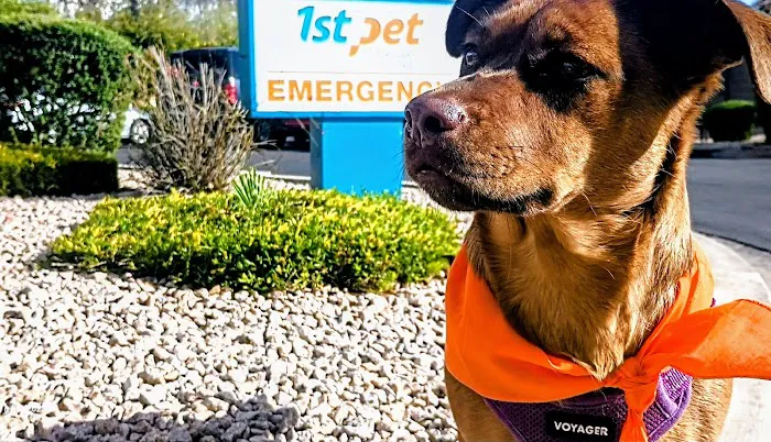 1st Pet Veterinary Centers - Chandler Picture 9