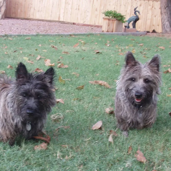 PetCure Oncology at Arizona Veterinary Oncology Picture 9