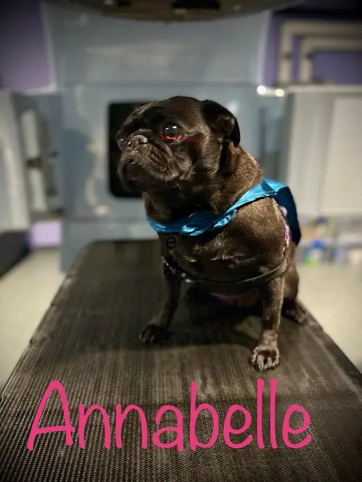 PetCure Oncology at Arizona Veterinary Oncology Picture 7