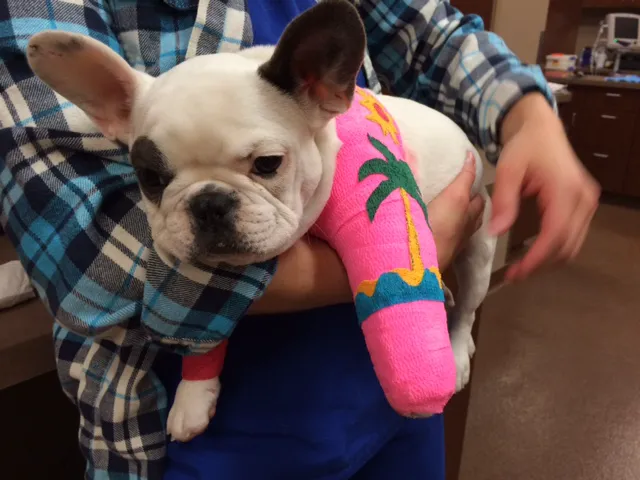 Southwest Veterinary Surgical Service, PC Picture 9