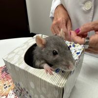 Little Critters Veterinary Hospital ico
