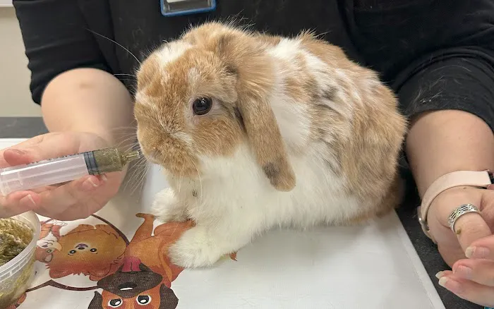 Little Critters Veterinary Hospital Picture 3