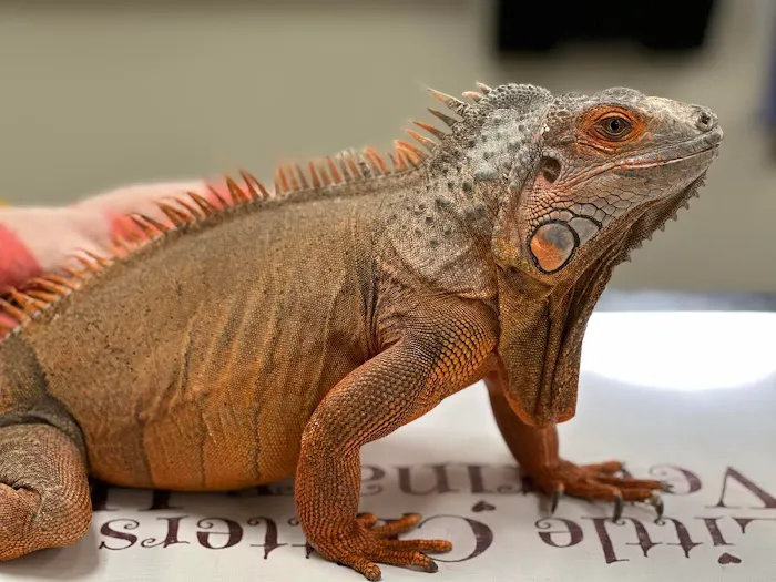 Little Critters Veterinary Hospital Picture 4