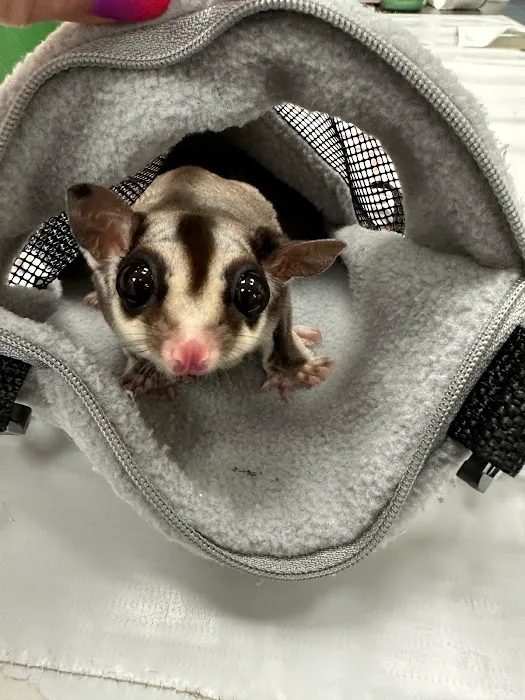 Little Critters Veterinary Hospital Picture 5