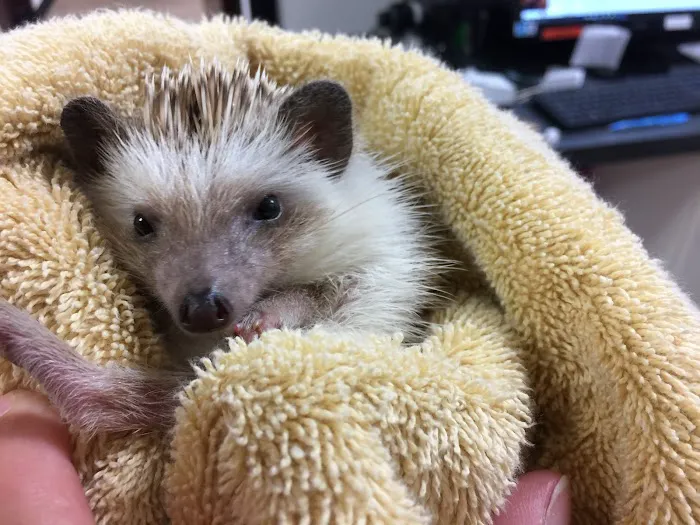 Little Critters Veterinary Hospital Picture 9