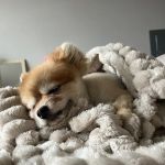Pet Smiles General Veterinary Dentistry