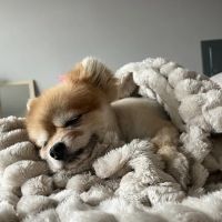 Pet Smiles General Veterinary Dentistry ico