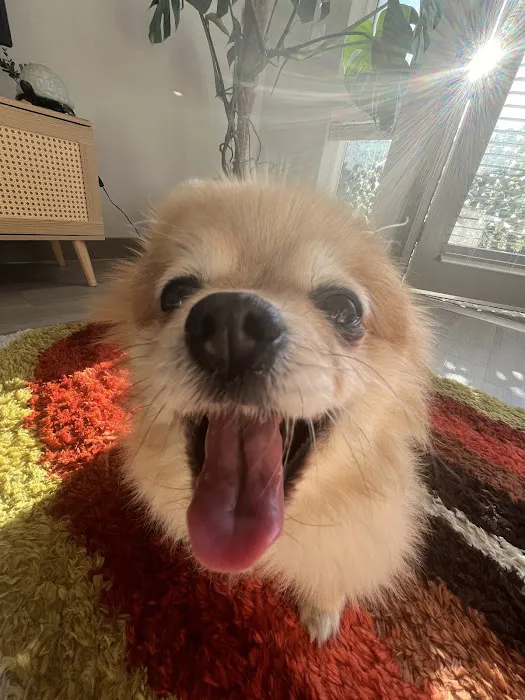 Pet Smiles General Veterinary Dentistry Picture 5