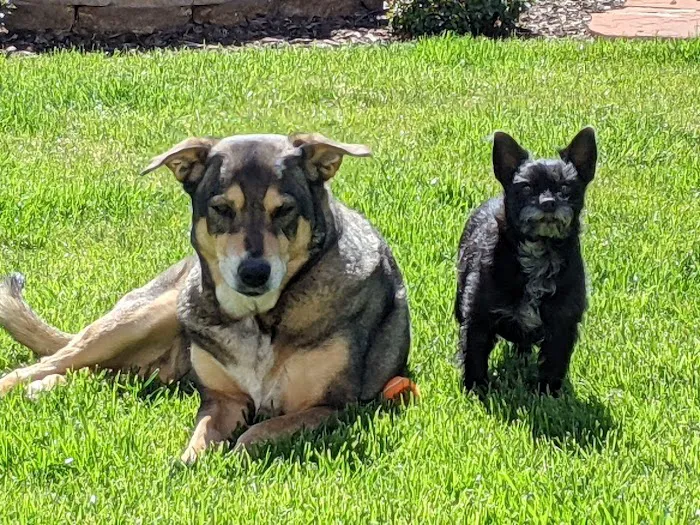 Arizona Veterinary Oncology Picture 2