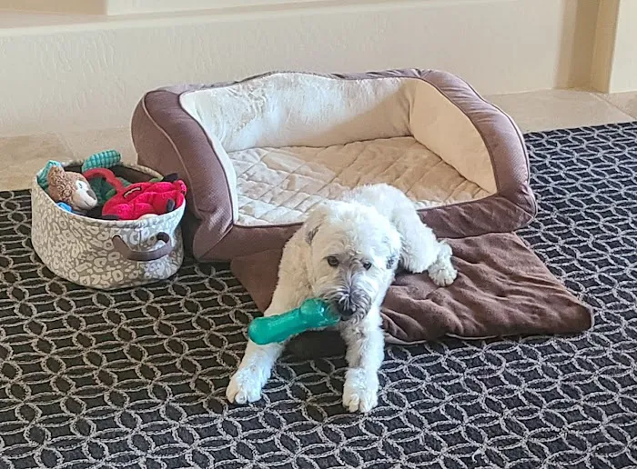 Arizona Veterinary Oncology Picture 5