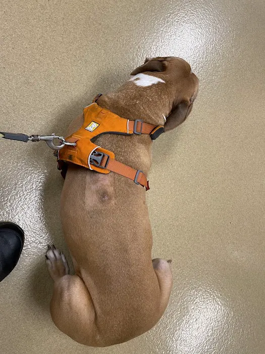 Arizona Veterinary Oncology Picture 9
